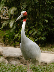 Obraz premium Sarus crane standing in profile on one leg in a green natural environment