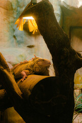 Iguana basking under a heat lamp on a tree branch in a warm terrarium setting
