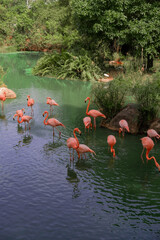 A group of pink flamingos wades peacefully through green tropical waters