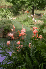 Pink flamingos and storks wade peacefully in a lush green wetland
