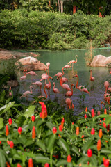 Pink flamingos gather in a lush tropical pond, framed by vivid red flowers in the foreground