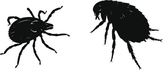 Detailed tick and flea silhouette comparison, insect anatomy vector, pest control concept, black and white illustration, scientific and educational design