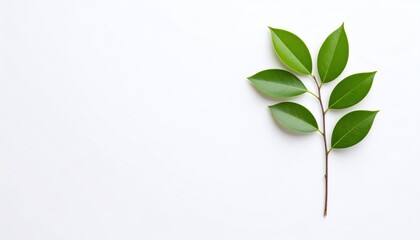 Fototapeta premium Fresh green leaves on white background