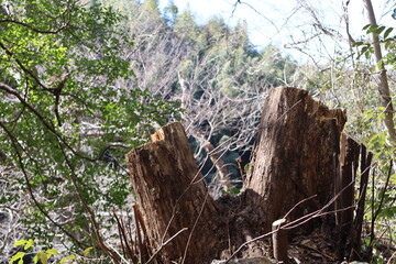 Two tree trunks in the forest