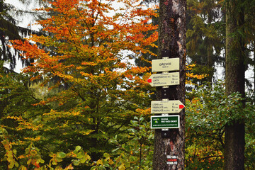 Autumn Leaves Foliage with Tourist Signs and Marks on Tree