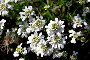 Iberis sempervirens, an evergreen perennial herbaceous plant belonging to the Brassicaceae family, known for its abundant white flowers