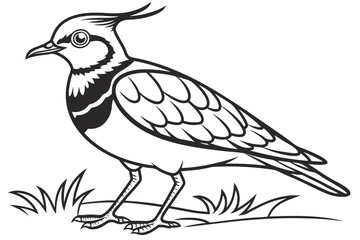 coloring page line art the lapwing black vector