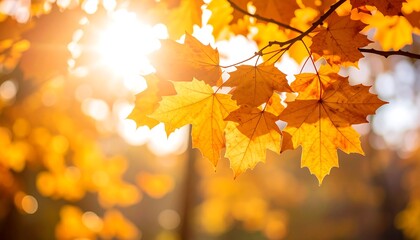 Fototapeta premium Autumn leaves bathed in sunlight (1)