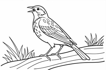 coloring page line art the lark bird black vector