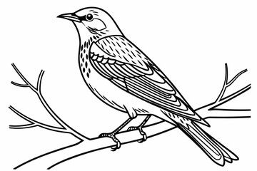 coloring page line art the lark bird black vector