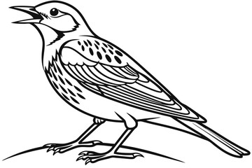 coloring page line art the lark bird black vector