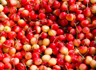 Assorted sweet cherries in vibrant colors — displayed local farmers market. Freshly picked seasonal fruits ideal for healthy snacking and summer recipes.