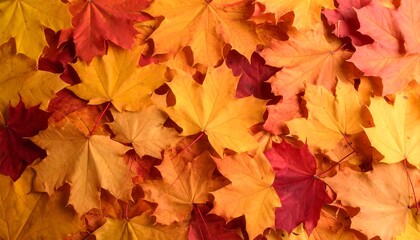 Fototapeta premium Autumn maple leaves. Colorful, vibrant fall foliage