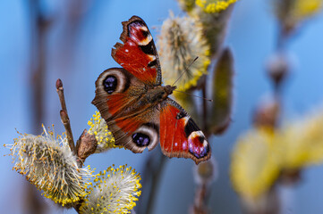 Tagpfauenauge auf Weide