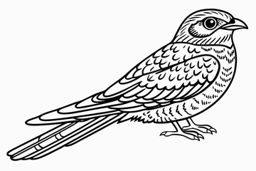 Fototapeta premium coloring page line art the nightjar black vector
