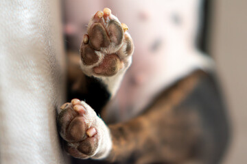 A closeup of cute dog'spaws on the bed, pet paw pads, Two paws of the sleeping dog are visible