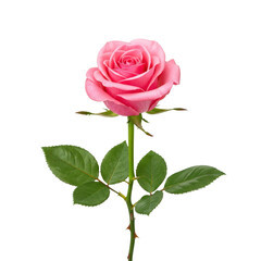 Naklejka premium Single long stem pink rose with green leaves a beautiful romantic floral gift for a holiday