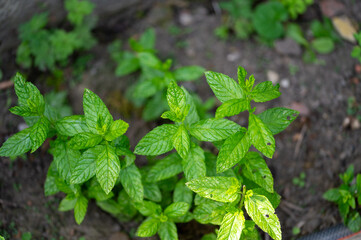 Menthae piperitae folium, Organic fresh mint leaves growing in the garden, Close up of fresh vibrant green mint leaves in garden setting © Anna Kondratiuk