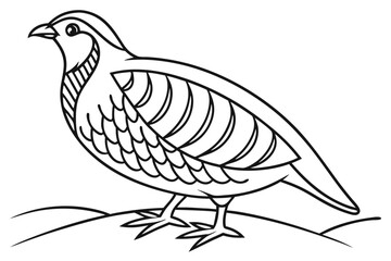 coloring page line art the partridge black vector