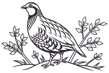 coloring page line art the partridge black vector