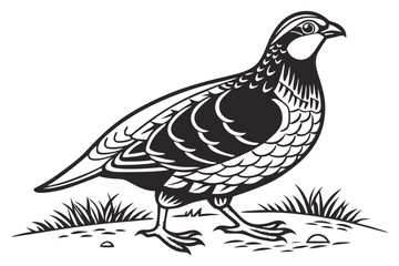 coloring page line art the partridge black vector