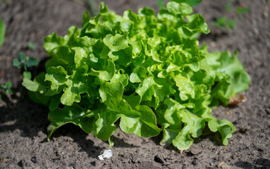 lettuce growing in the garden