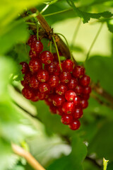 Kilka soczystych czerwonych porzeczek na krzaku, czerwonej porzeczki,