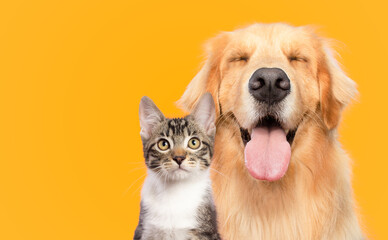 Golden retriever dog and cat portrait together isolated on yellow background
