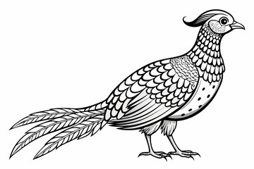 coloring page line art the pheasant black vector