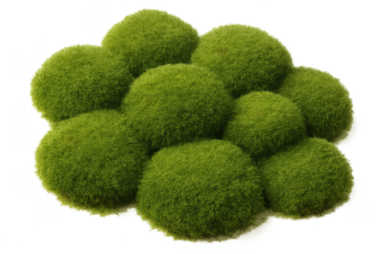 Green moss balls forming a cloud shape on a transparent background