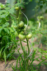 green tomatoes in the garden