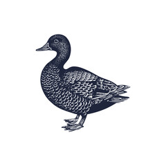 Engraved detailed duck vector illustration featuring intricate lines and textures. The design highlights the elegance and complexity of a duck on a plain white background, ideal for various uses.