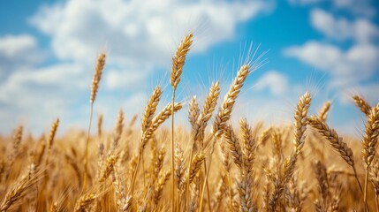 Fototapeta premium Golden wheat crops under the soft morning sun.
