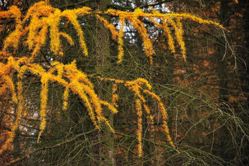 Detail of Autumn Yellow Larch Needles and Branches