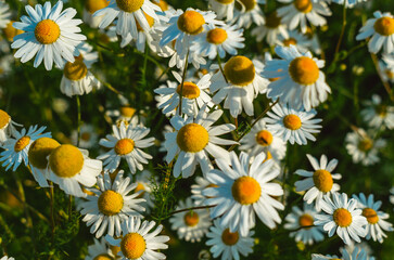 Fototapeta premium Medicinal plant chamomile. Bright chamomile or chamomile meadow. Summer field. Floral background.