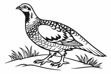 coloring page line art the grouse black vector