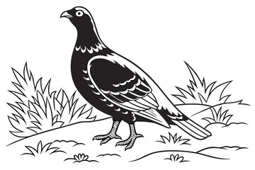 coloring page line art the grouse black vector