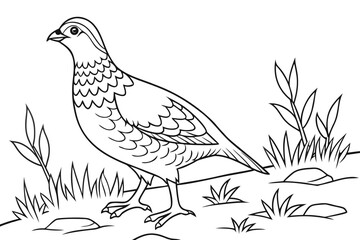 coloring page line art the grouse black vector