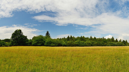 Sunny Summer Day with Meadow Grass, Trees, and Open Blue Sky with Clouds