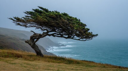 Fototapeta premium Windswept tree by the ocean