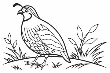 coloring page line art the quail black vector