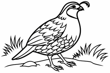 coloring page line art the quail black vector
