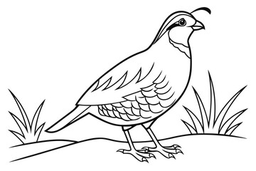 coloring page line art the quail black vector