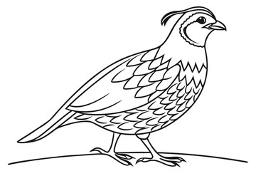 coloring page line art the quail black vector