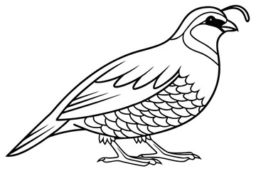 coloring page line art the quail black vector