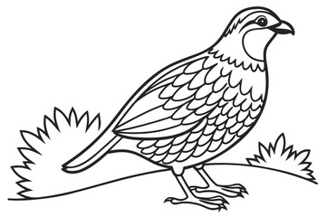 coloring page line art the quail black vector