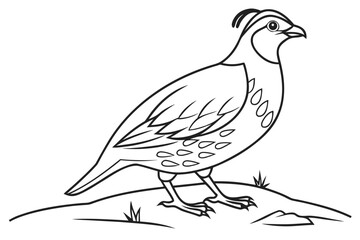 coloring page line art the quail black vector