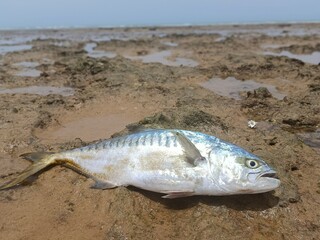 Fish on the beach with sea.