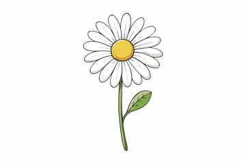 Watercolor Painting Of A Flowering Marguerite   illustration on white background