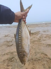Fisherman holding fish on the beach.